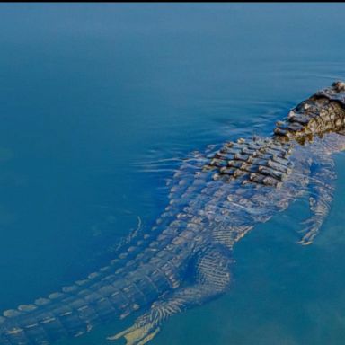 VIDEO: A woman in South Florida was killed in an alligator attack