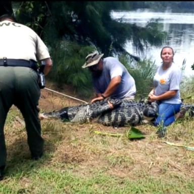 VIDEO: An alligator got this lady': 911 call captures moment of deadly attack