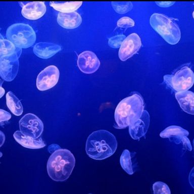 Authorities have blamed the winds and current for the increase in jellyfish at area beaches.