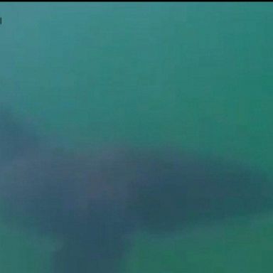 VIDEO: Kayaker has close encounter with great white