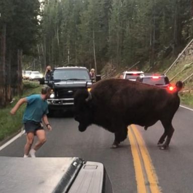 VIDEO: Man taunts bison at Yellowstone