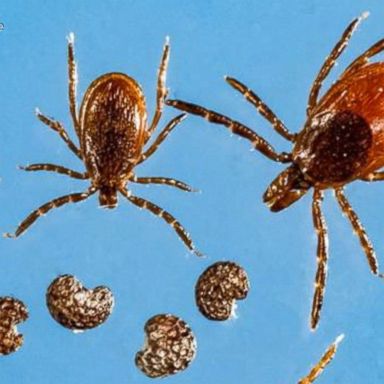 The tick, which infects mostly dogs, livestock and deer, has not been found carrying human diseases in the U.S. 