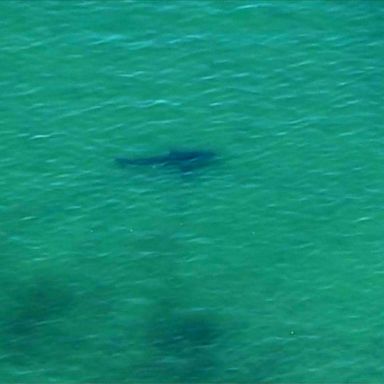 VIDEO: Suspected shark attack reported off the coast of Cape Cod