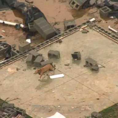 VIDEO: Dog searches debris for owner after tornado razes Tennessee house