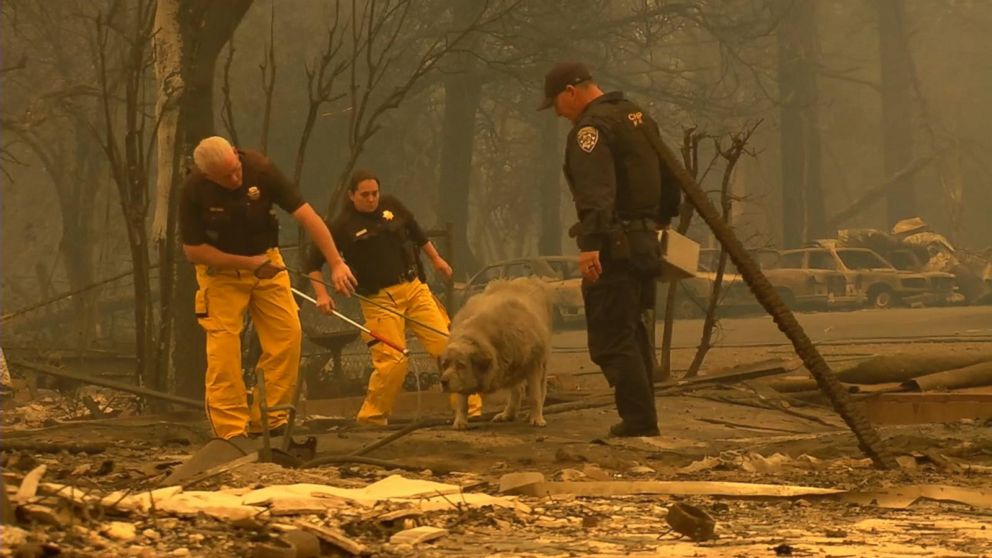 Video Volunteers in California brave the fires to rescue animals from the  flames - ABC News