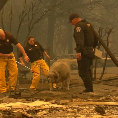 VIDEO: Volunteers in California brave the fires to rescue animals from the flames