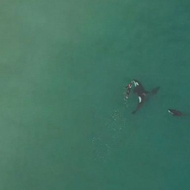 At first, Judie Johnson thought she'd been joined by dolphins as she swam along Hahei Beach.