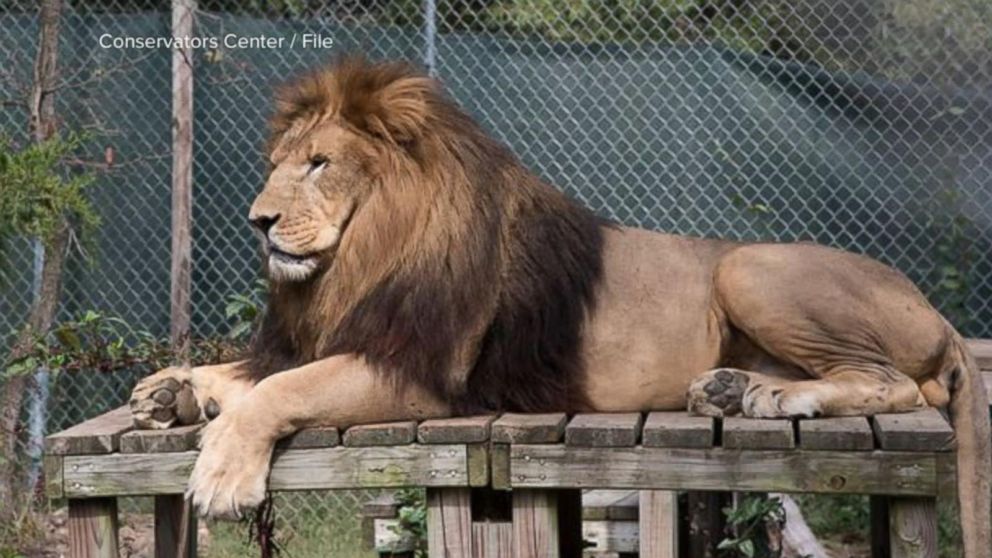 22 Year Old Woman Killed By Lion That Escaped Enclosure At Animal Center Officials Abc News