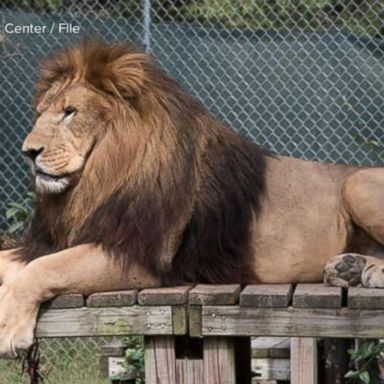 VIDEO: Lion is shot and killed after attacking a woman in North Carolina