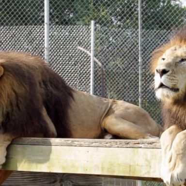 VIDEO: Deadly lion attack at a zoological park in North Carolina