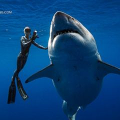 Conservationists swim with massive shark off Hawaii coast