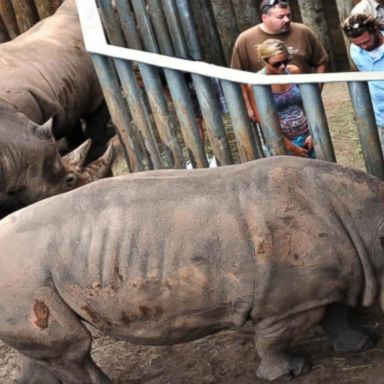 VIDEO: Florida toddler survives after falling into rhino exhibit