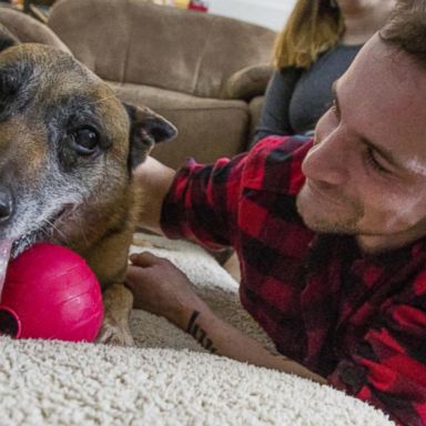 VIDEO: Army veteran reunites with dog he worked with in Afghanistan