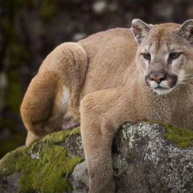 VIDEO: Jogger recovering after mountain lion attack in Colorado