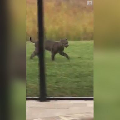 VIDEO: Squirrel evades bobcat in Florida backyard