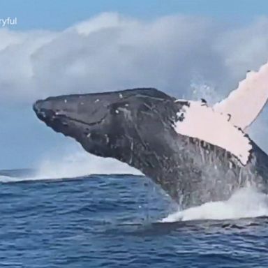 Five friends were paddle boarding in Kailua Bay were surprised by multiple whales breaching the water only a few yards away from them.