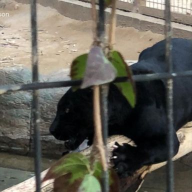 VIDEO: Zoo warns visitors about staying behind barriers after jaguar attacks woman