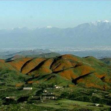 Lake Elsinore has become home to a poppy superbloom, which has drawn Disneyland-sized crowds, officials said. 