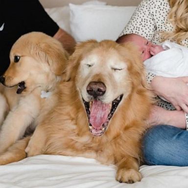 VIDEO: Puppy and 11-year-old blind dog are the best of friends