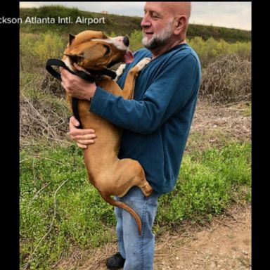 VIDEO: Missing show dog that escaped from cage at Atlanta airport has been found