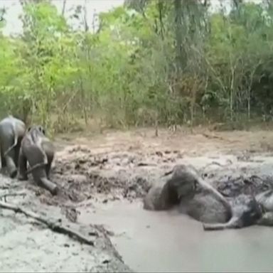 The herd was struggling to escape a mud pit, so the rangers spent four hours using pickaxes to form a ramp.