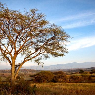 VIDEO: Desperate search for US tourist kidnapped at gunpoint in Uganda park