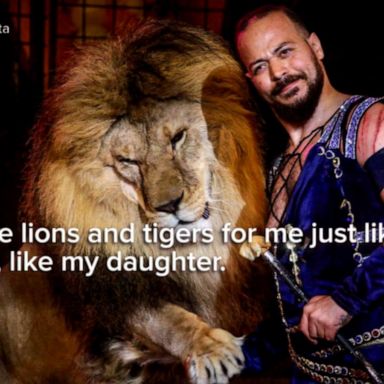 VIDEO: Lion tamer attacked during circus performance