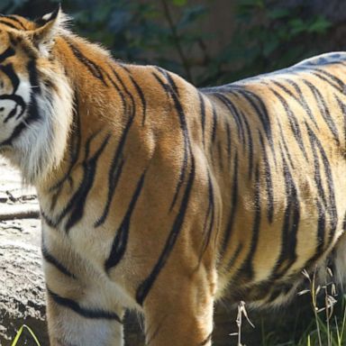 VIDEO: Zookeeper hospitalized after tiger attack at Topeka Zoo