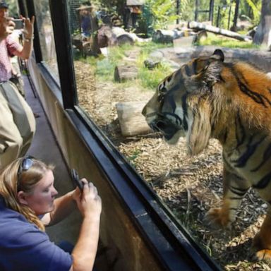 VIDEO: Sanjiv the tiger attacks zookeeper