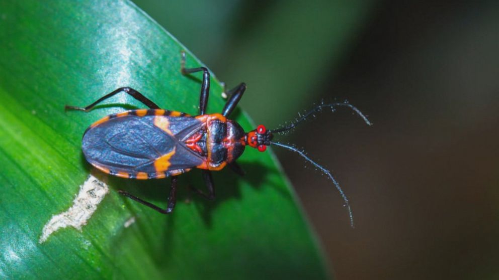 Video Cdc Warns Of Kissing Bug Abc News 