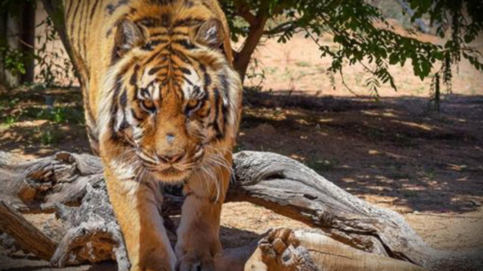 Siberian Tiger vs Bengal Tiger: What's the Difference? - A-Z Animals