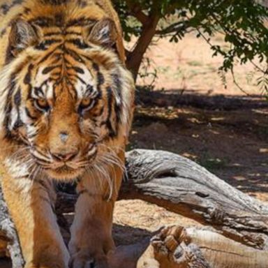 VIDEO: Tiger attacks Arizona animal sanctuary director