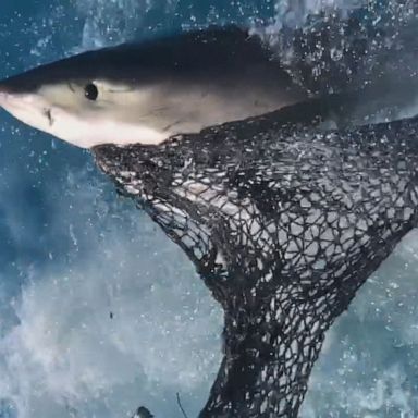 Video shows a great white shark biting through a bag of fish parts and hanging from a fishing boat.