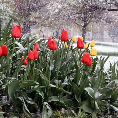 VIDEO: Heavy rain stretches to the Northeast following late-season blast of winter