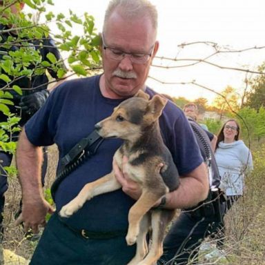 VIDEO: Firefighter who rescued puppy trapped under rocks adopts him