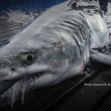 VIDEO: Great white shark believed to be lurking off Connecticut coast