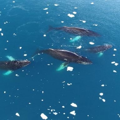 VIDEO: Scientists study humpback whales for clues on climate change impact