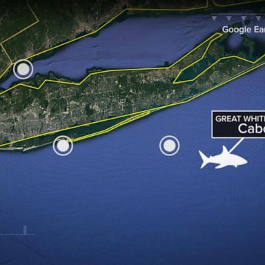 VIDEO: Fascination grows around great white shark tracked lurking in New York waters