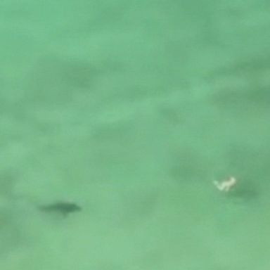 People on the beach were finally able to warn her that a shark was circling; she thankfully made it back to shore safely.