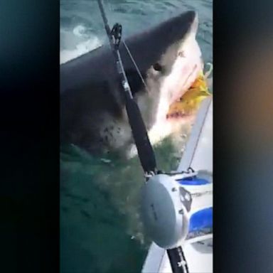 VIDEO: Fisherman off the coast of Manasquan, New Jersey captured a great white shark: Video