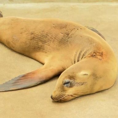 VIDEO: A sea lion bit a girl at a California beach