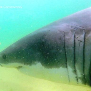 VIDEO: Reports of multiple sightings of great whites off Cape Cod, officials confirm