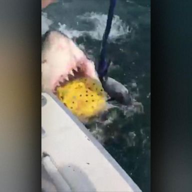 VIDEO: US woman fatally attacked by sharks while snorkeling in Bahamas