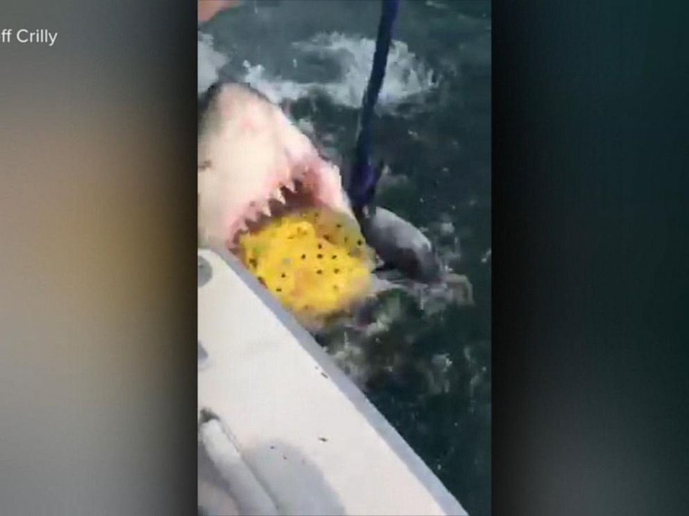 Bloodthirsty Polynesian shark tears off female tourist's hands and breast –  New York Daily News