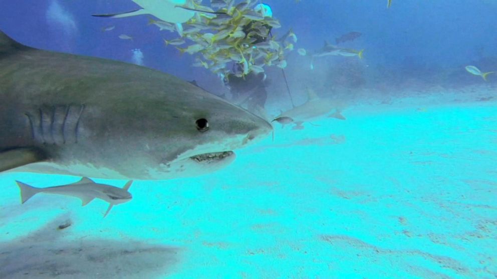 officials-issue-shark-warning-after-deadly-attack-in-bahamas-video