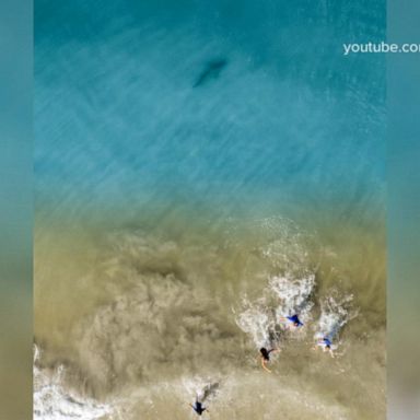 VIDEO: 18-year-old surfer bitten on leg by shark off Florida beach