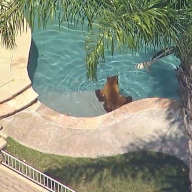 VIDEO: Mama bear takes dip in backyard pool in Southern California