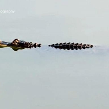 VIDEO: Alligator nearly 5 feet long spotted in lagoon in popular Chicago park