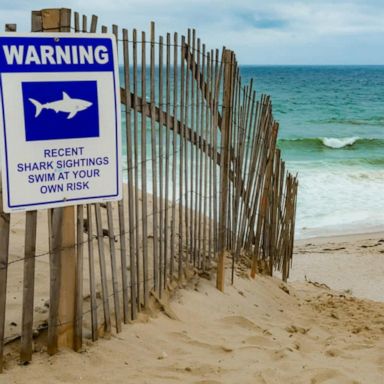 VIDEO: Shark sighted off the coast of Cape Cod