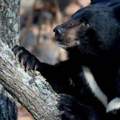 VIDEO: Bear attacks at a wildlife resort in Pennsylvania